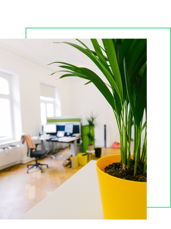 professional office setting with a work desk and plants